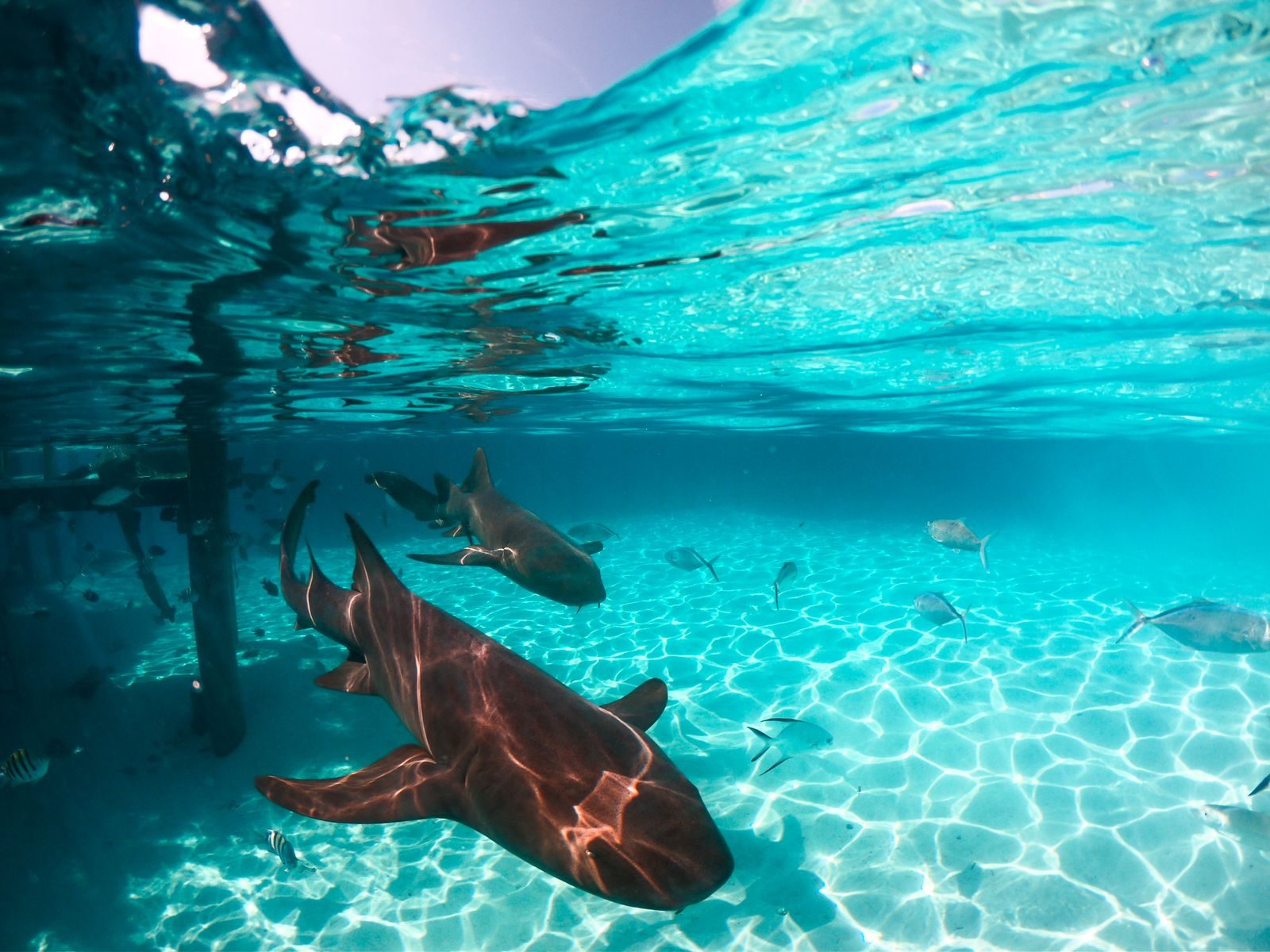 Nurse sharks swimming in clear Bahamas water