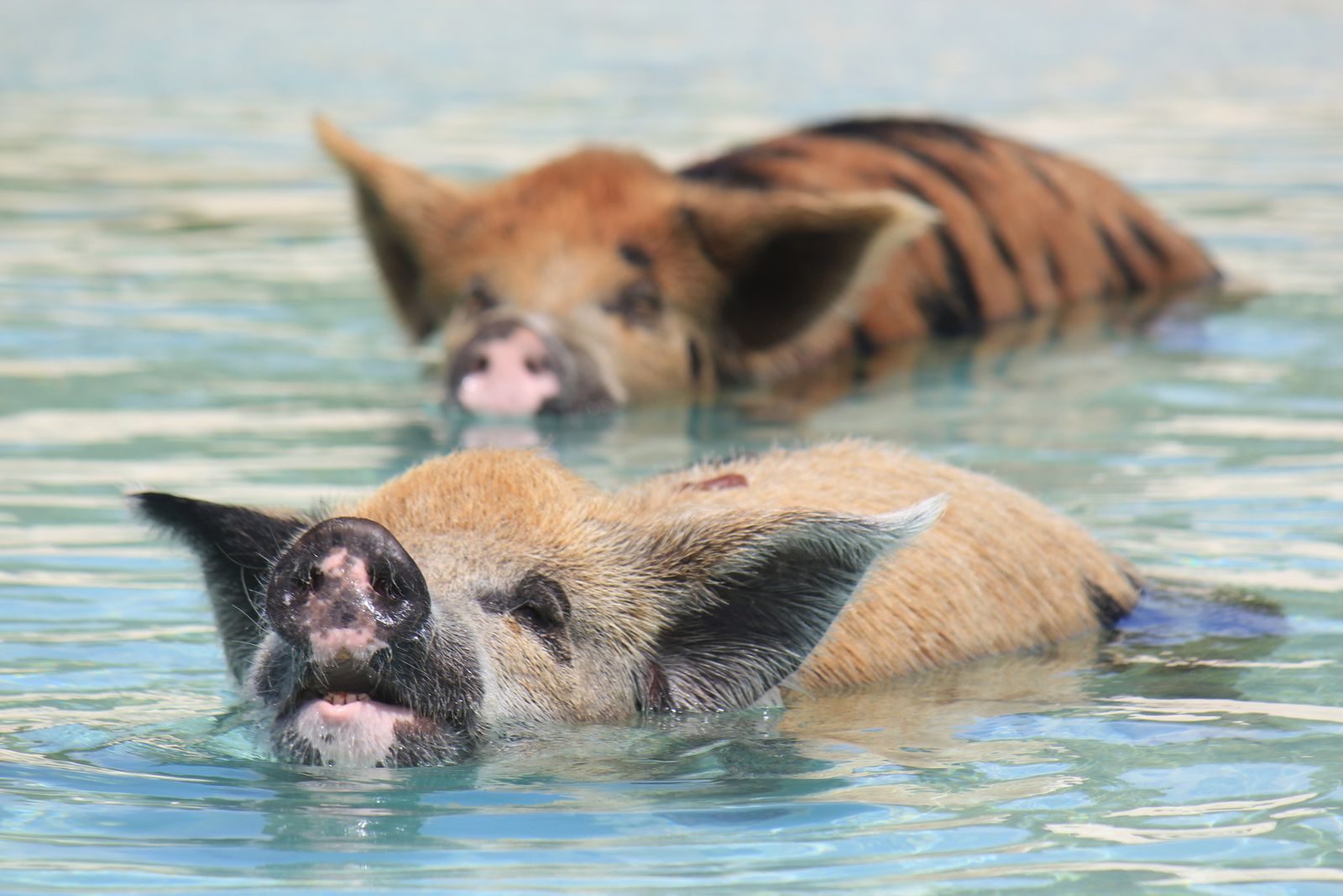 Swimming pigs in the Exumas, Bahamas